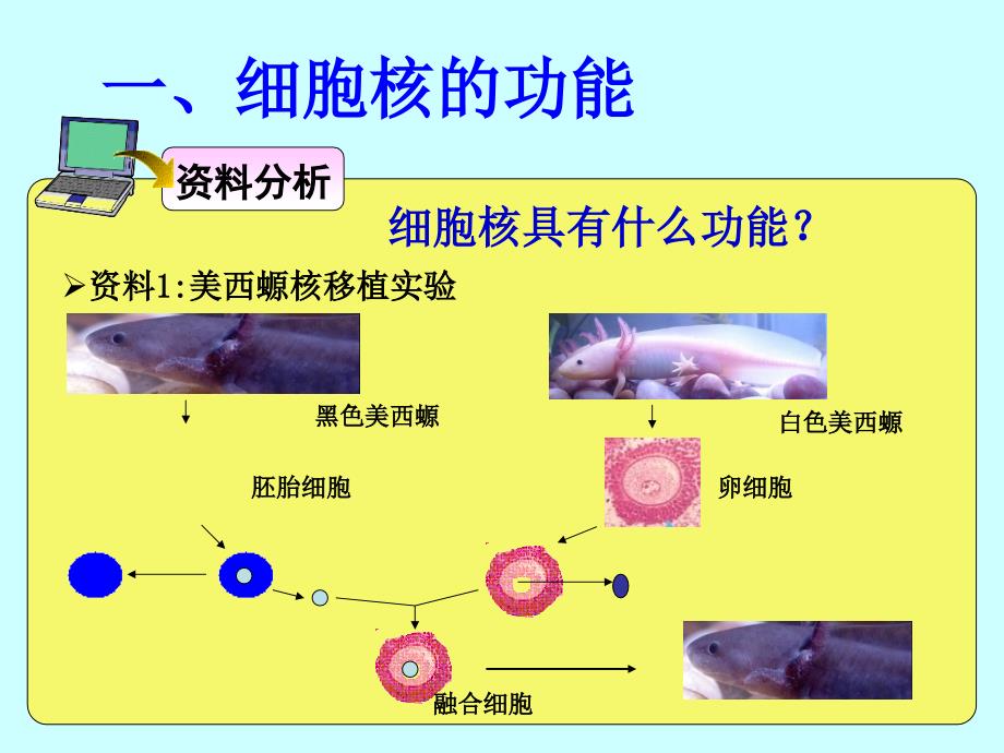 细胞核——系统的控制中心_第3页