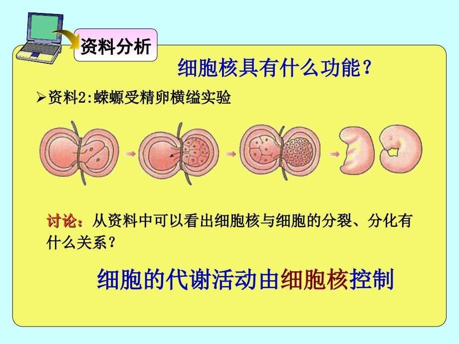 细胞核——系统的控制中心_第5页