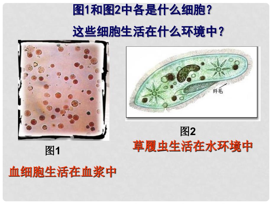 山东省淄博市淄川般阳中学高中生物 1.1 细胞生活的环境课件1 新人教版必修3_第4页