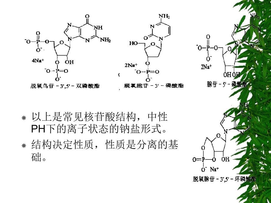 第一部分核酸的制备分离纯化_第5页