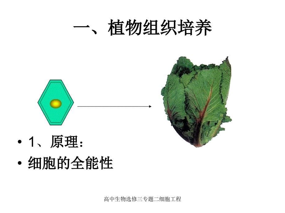 高中生物选修三专题二细胞工程课件_第5页