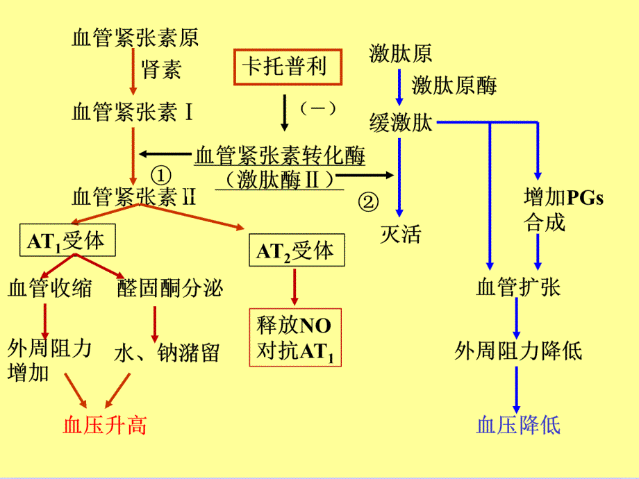 抗高血压药教学课件 学些课件_第4页