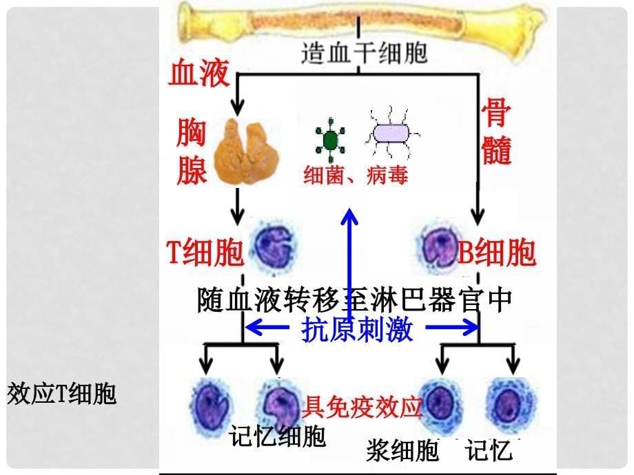 高中生物 第二章 第四节 免疫调节课件2 新人教版必修3_第5页