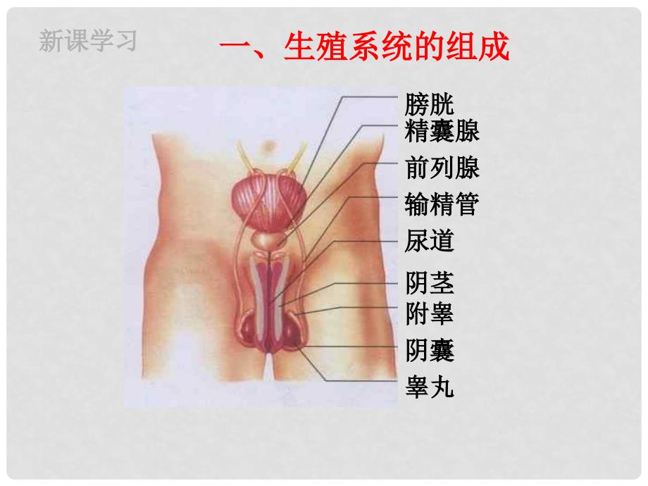 山东省惠民县八年级生物上册 4.3.1《婴儿的诞生》课件 （新版）济南版_第4页