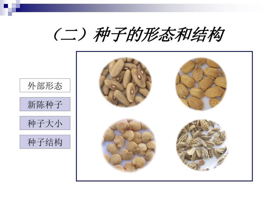 播种繁殖与培育PPT课件_第5页