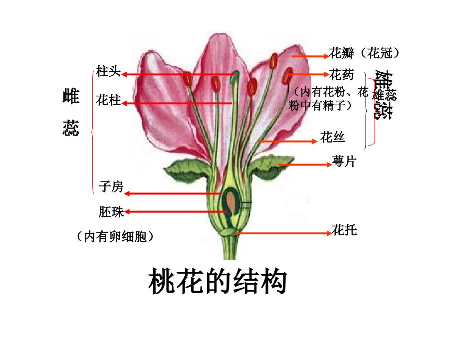 北师大版生物8年级上册第19章第3节《植物的生殖方式》课件_第4页