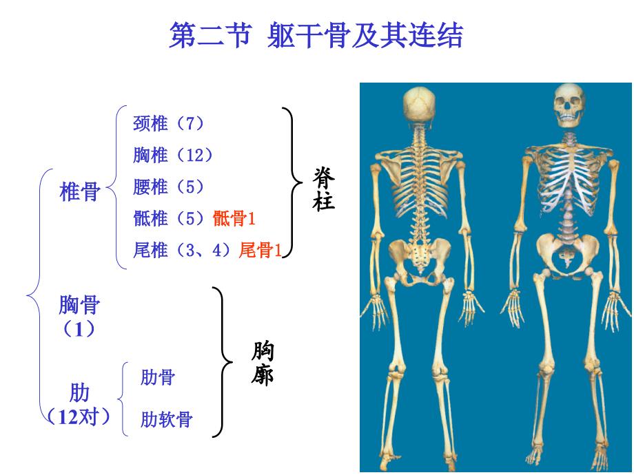 系统解剖学——第二节躯干骨及其连结_第1页