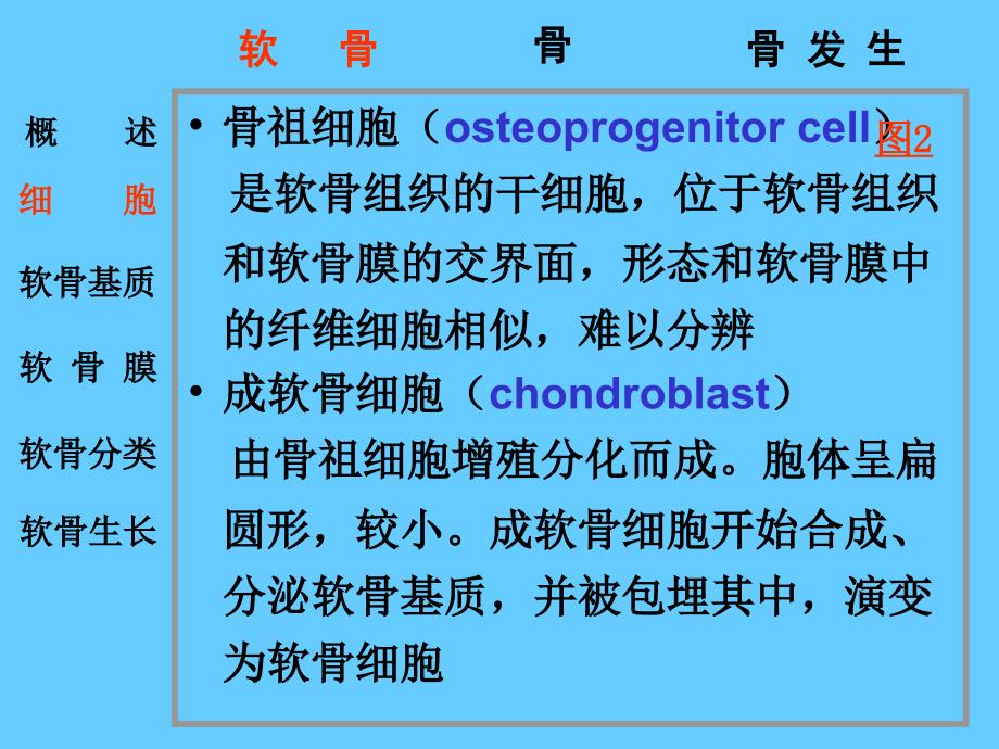 组织学与胚胎学：5软骨和骨_第3页