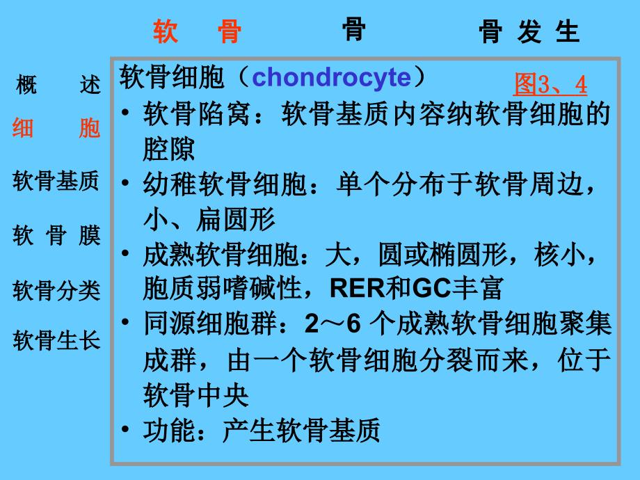 组织学与胚胎学：5软骨和骨_第4页