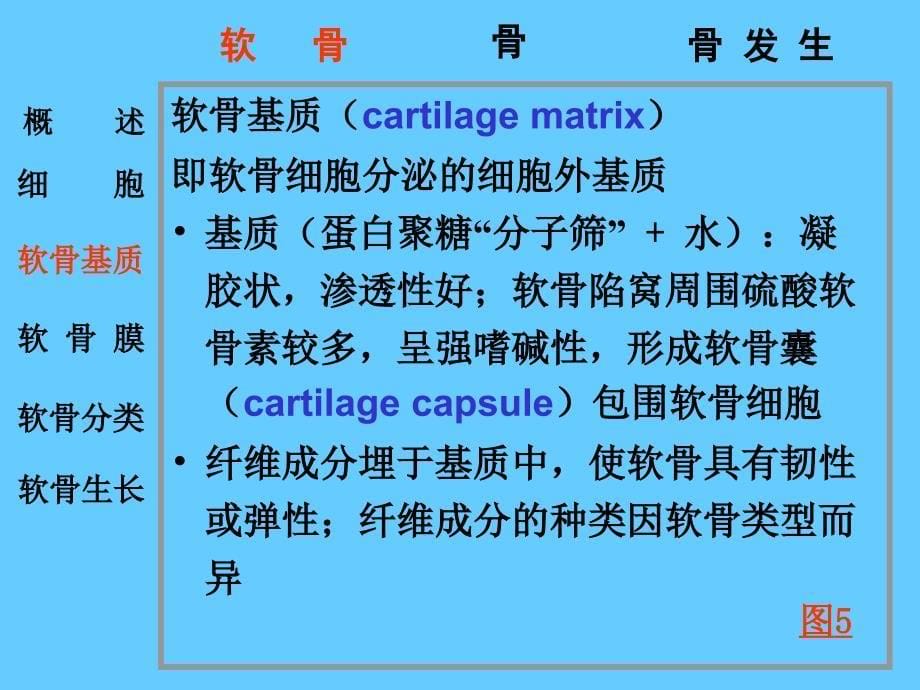 组织学与胚胎学：5软骨和骨_第5页