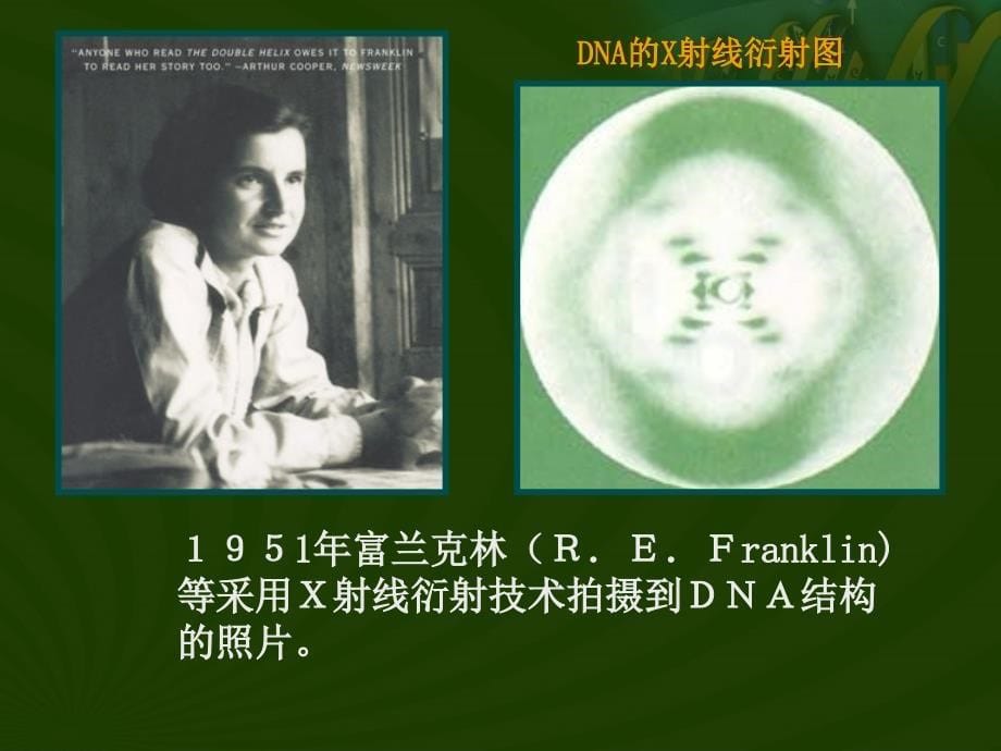 3.2DNA分子的结构课件10_第5页