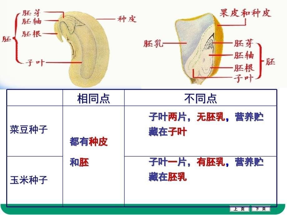 绿色植物的一生课件_第5页