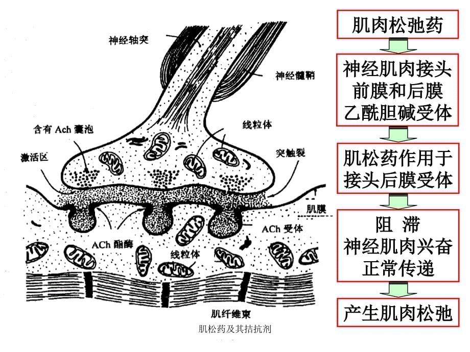 最新肌松药及其拮抗剂_第5页