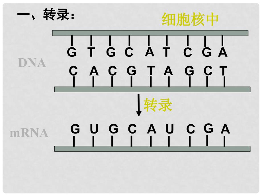 四川省成都市第七中学高中生物 4.1基因知道蛋白质的合成（第2课时）课件 新人教版必修2_第2页