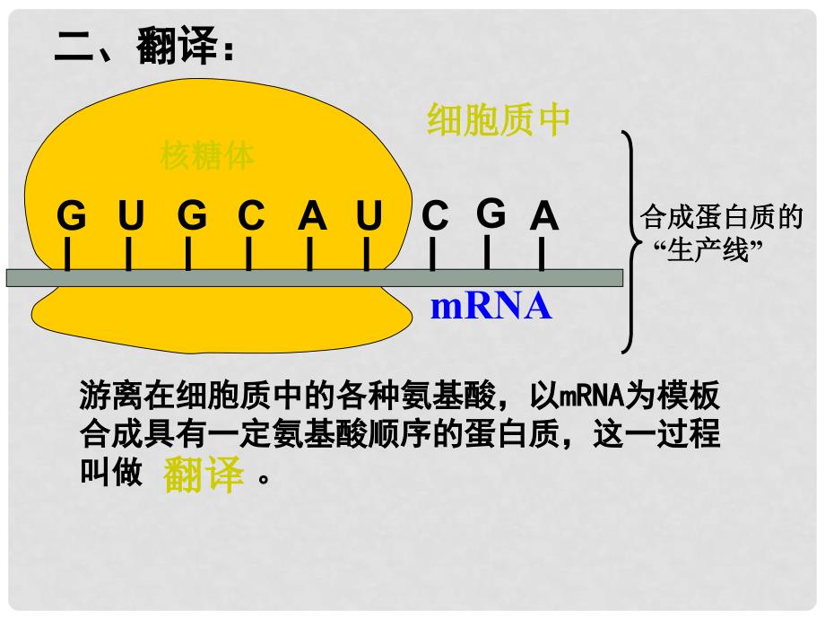 四川省成都市第七中学高中生物 4.1基因知道蛋白质的合成（第2课时）课件 新人教版必修2_第3页