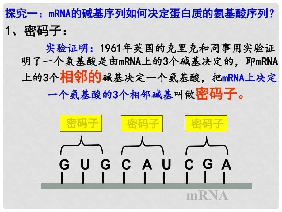 四川省成都市第七中学高中生物 4.1基因知道蛋白质的合成（第2课时）课件 新人教版必修2_第5页