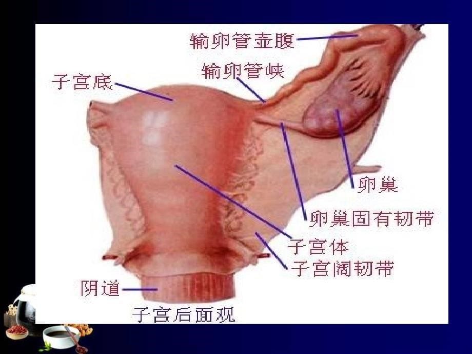 宫颈癌MRI临床应用ppt课件_第5页