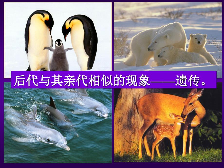 遗传的物质基础(王潇琛终).ppt_第3页