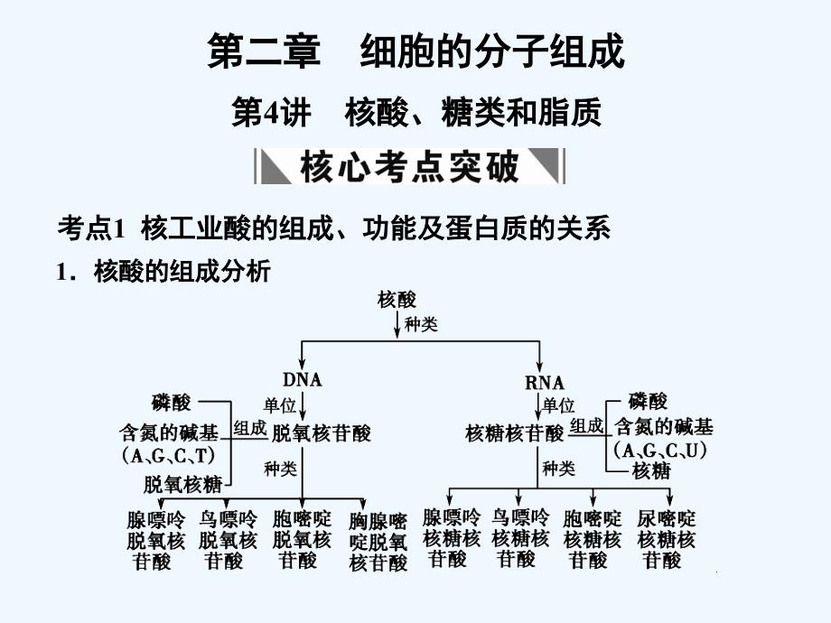 【创新设计】2011届高考生物一轮复习第二章第4讲 核酸、糖类和脂质课件 苏教版必修1_第1页