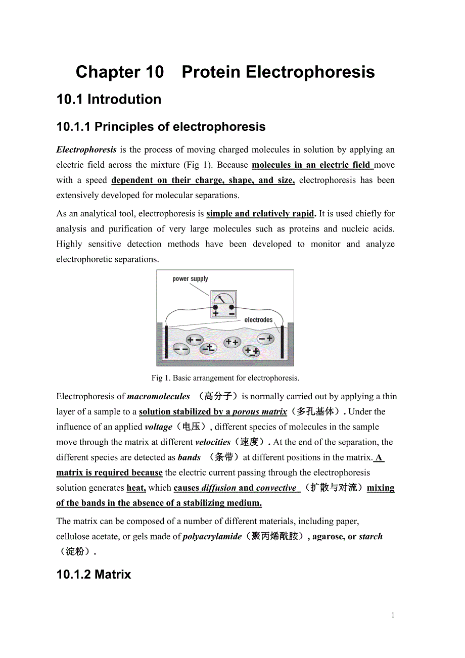 电泳(打印)Chapter10Protein Electrophoresis.doc_第1页