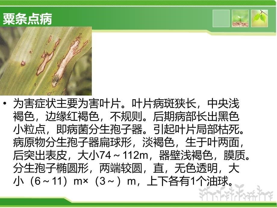 谷子病虫害解决方案PPT课件02_第5页