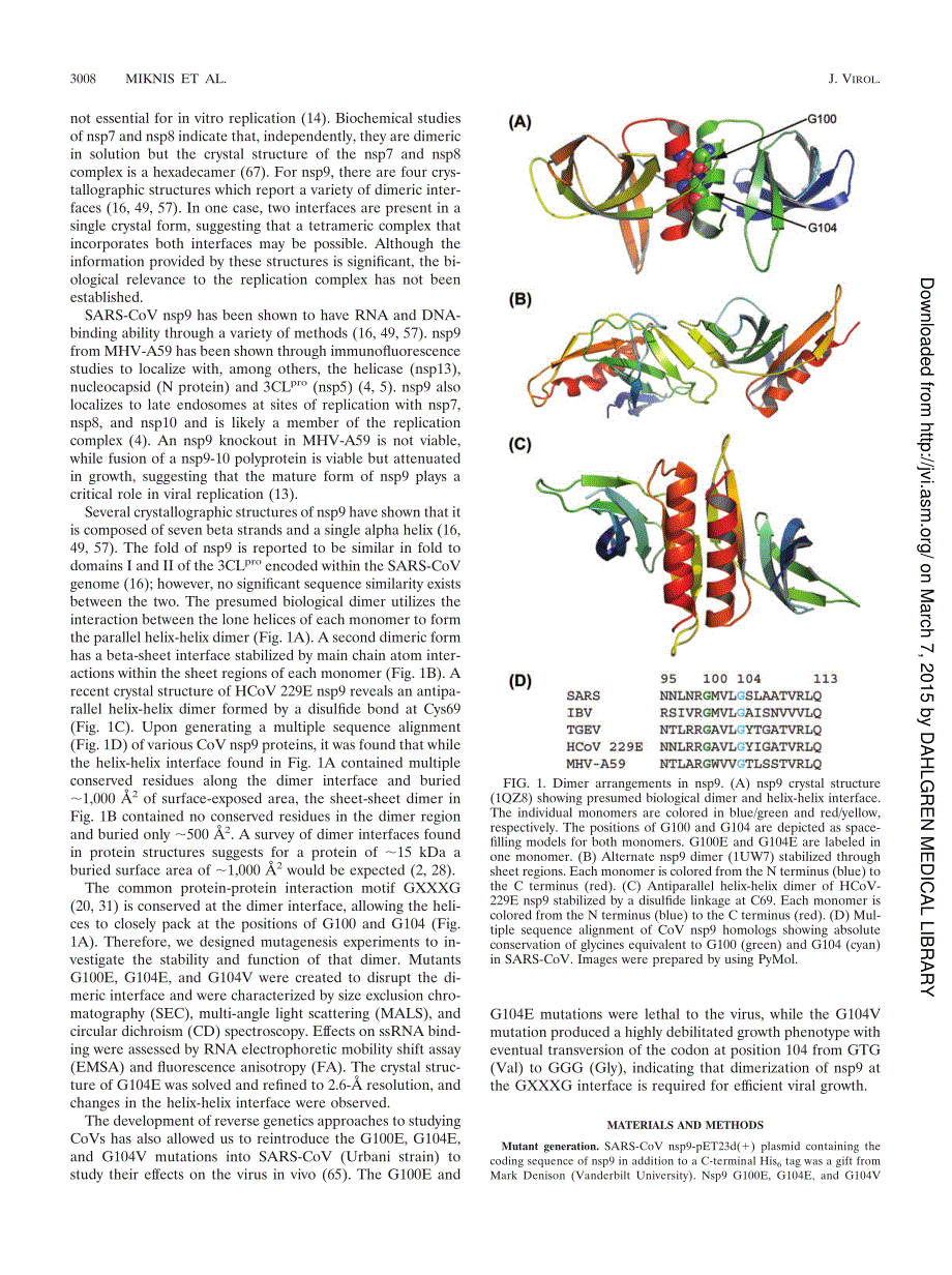 【病毒外文文献】2009 Severe Acute Respiratory Syndrome Coronavirus nsp9 Dimerization Is Essential for Efficient Viral Growth_第2页