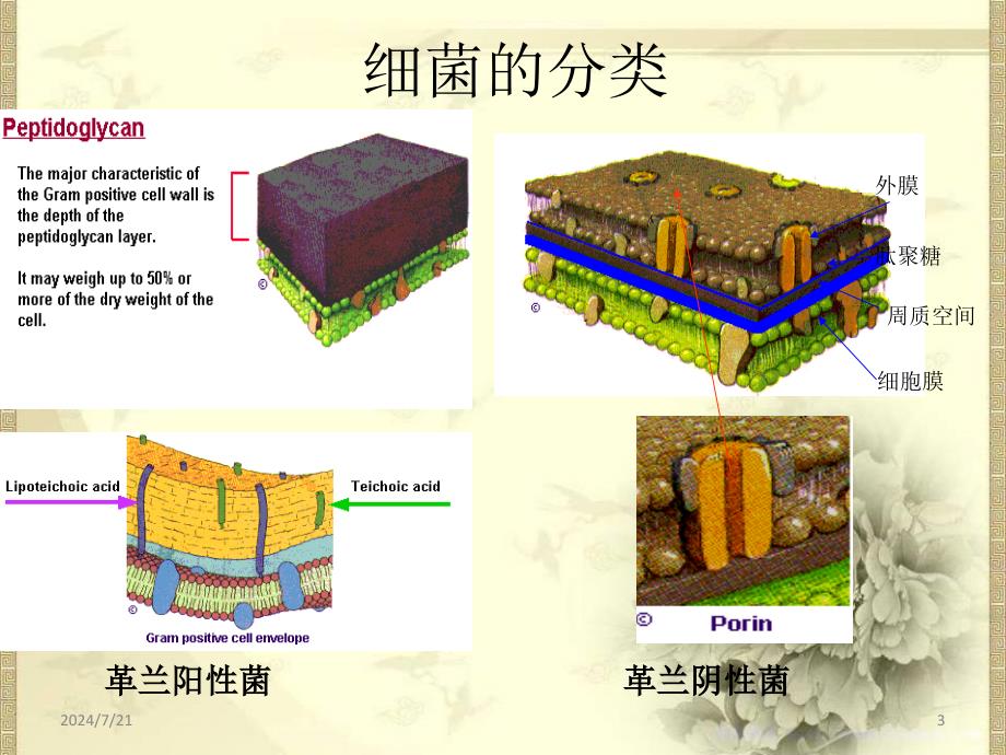 细菌分类与药敏解读ppt参考课件_第3页