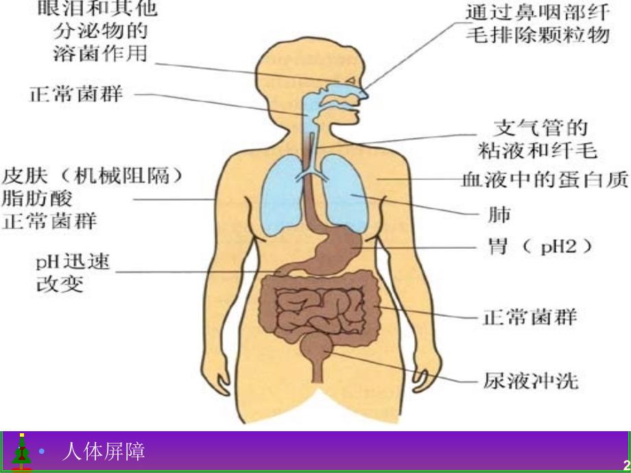 《常见传染病的防治》PPT课件_第2页