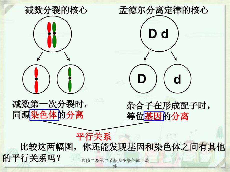 必修二22第二节基因在染色体上课件_第4页