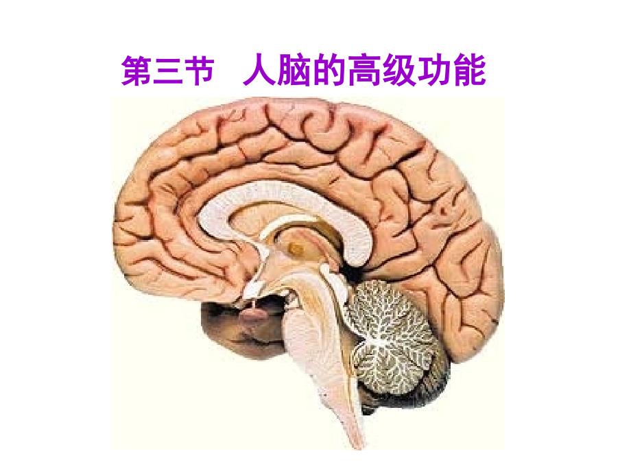 人脑的高级功能_第4页