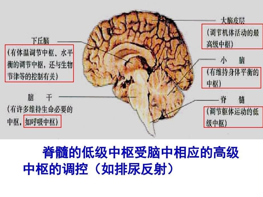 人脑的高级功能_第5页