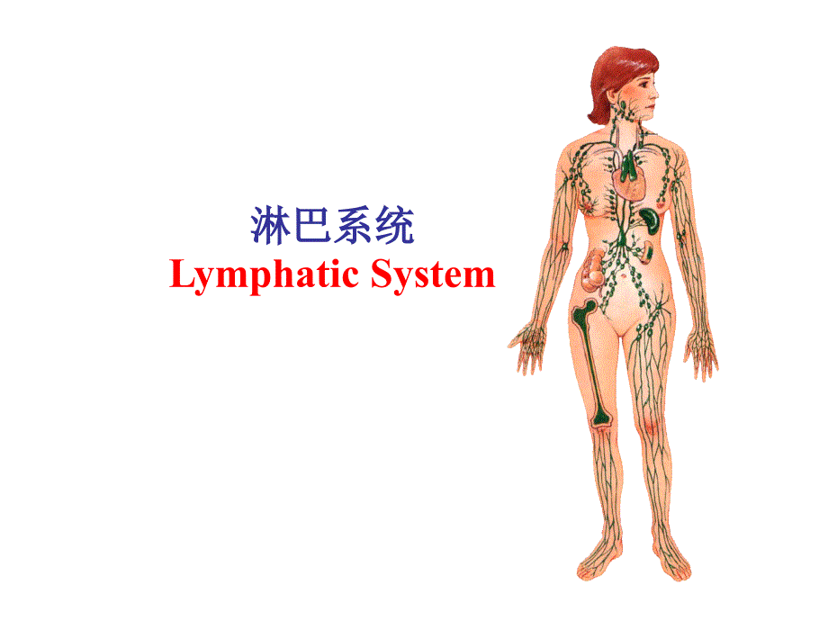 人体解剖学：15 淋巴系统-五年制_第1页