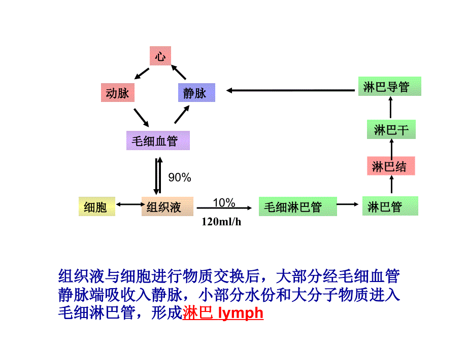 人体解剖学：15 淋巴系统-五年制_第3页