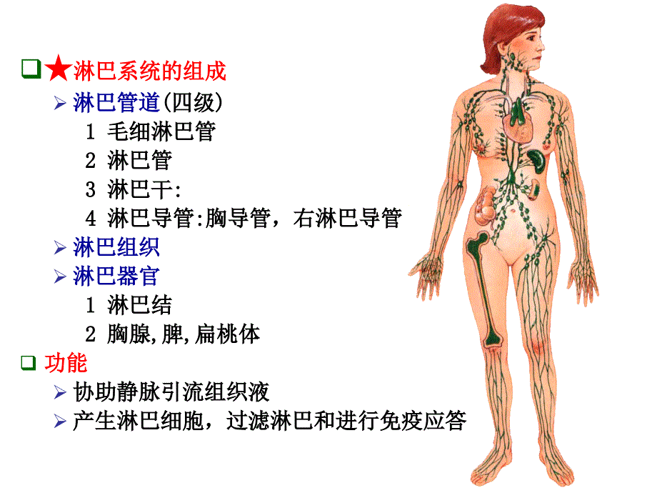 人体解剖学：15 淋巴系统-五年制_第4页