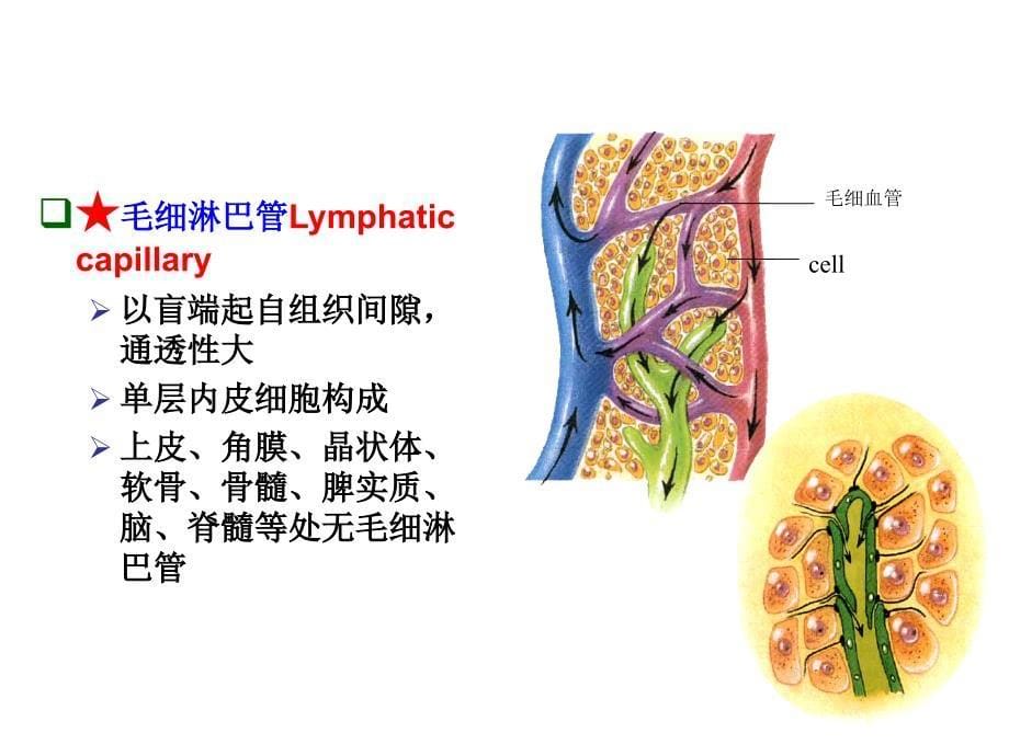 人体解剖学：15 淋巴系统-五年制_第5页