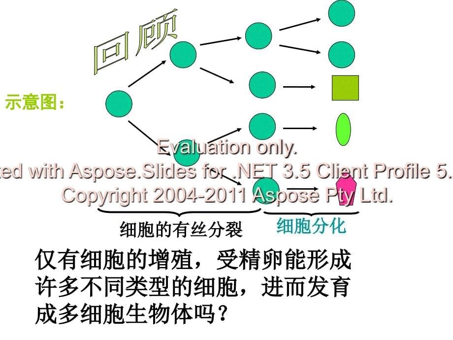 高一生物细胞分化衰老和凋亡课件苏教.ppt_第5页