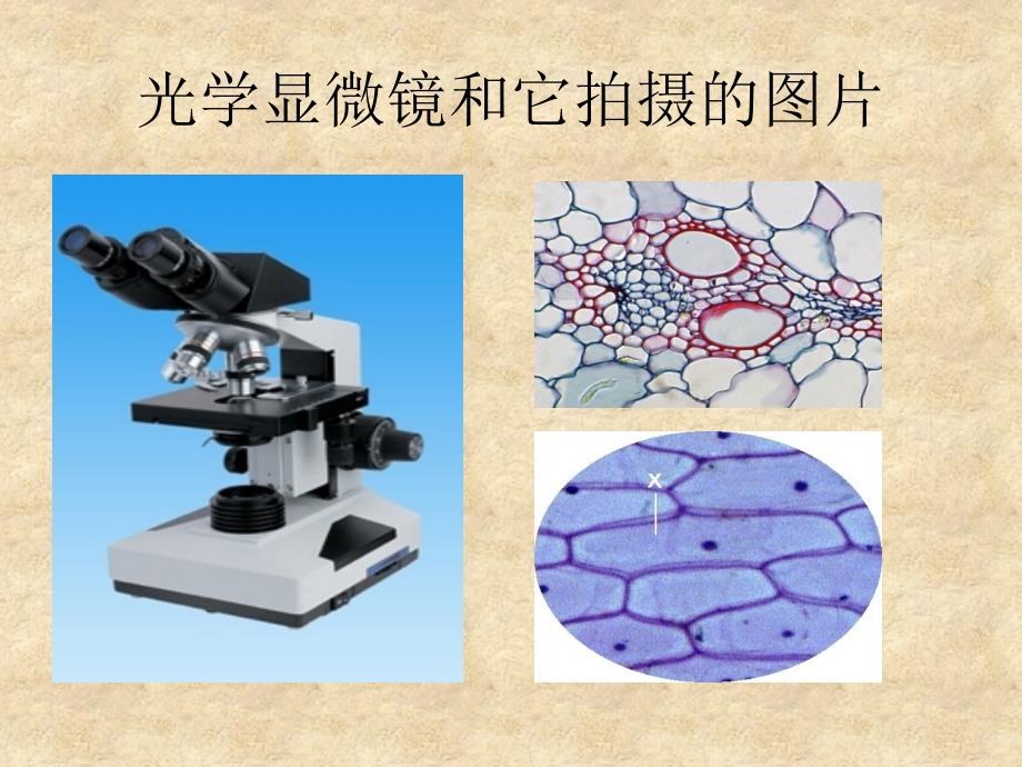 显微镜的结构及其使用_第2页