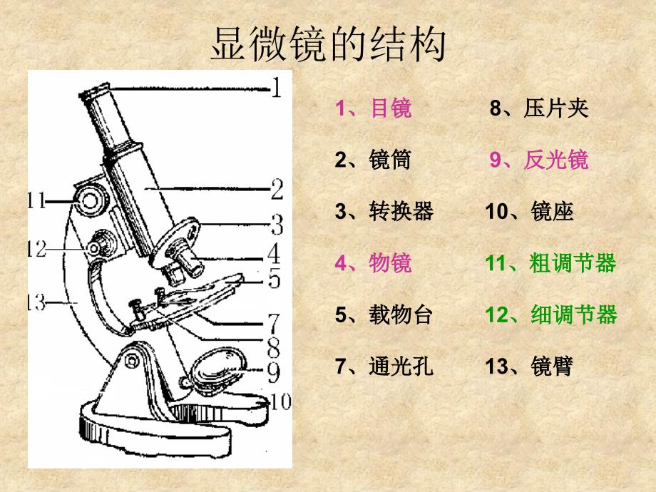 显微镜的结构及其使用_第3页