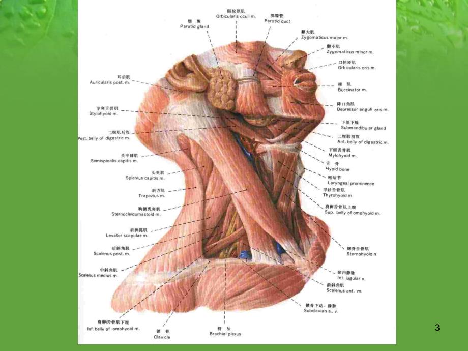 （优质课件）颈部精细解剖_第3页