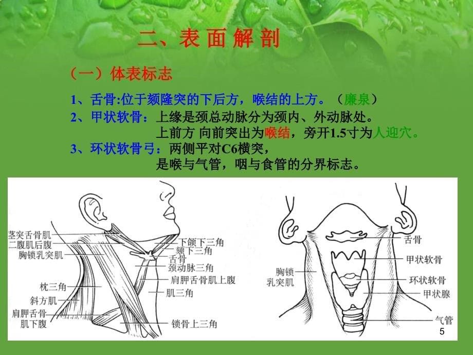 （优质课件）颈部精细解剖_第5页