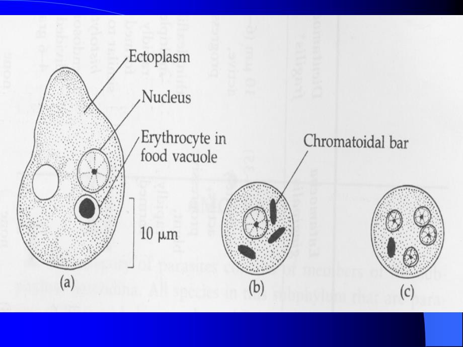 原虫概论阿米巴通用课件_第4页