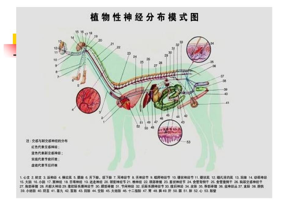 最新：神经系统：植物性神经文档资料_第2页