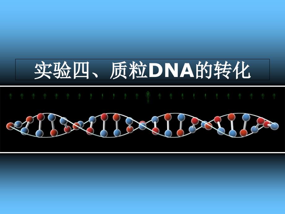 实验质粒DNA的转化_第1页