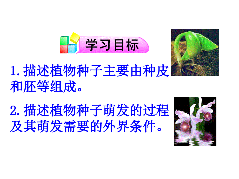 第一节植物种子的萌发_第2页