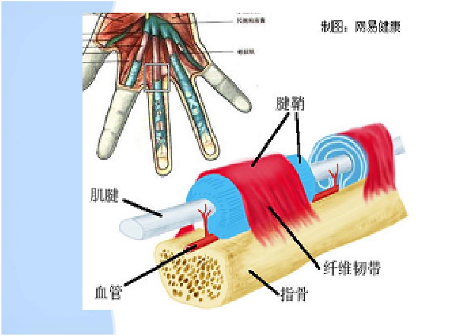 挠骨茎突狭窄性腱鞘炎_第2页