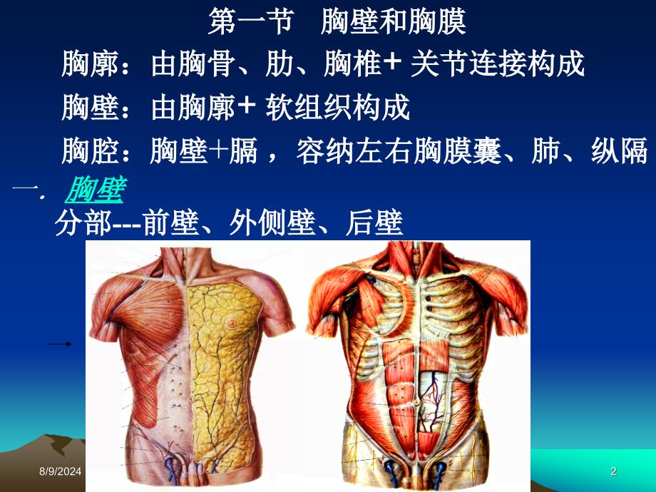 《局部解剖学胸部》PPT课件_第2页