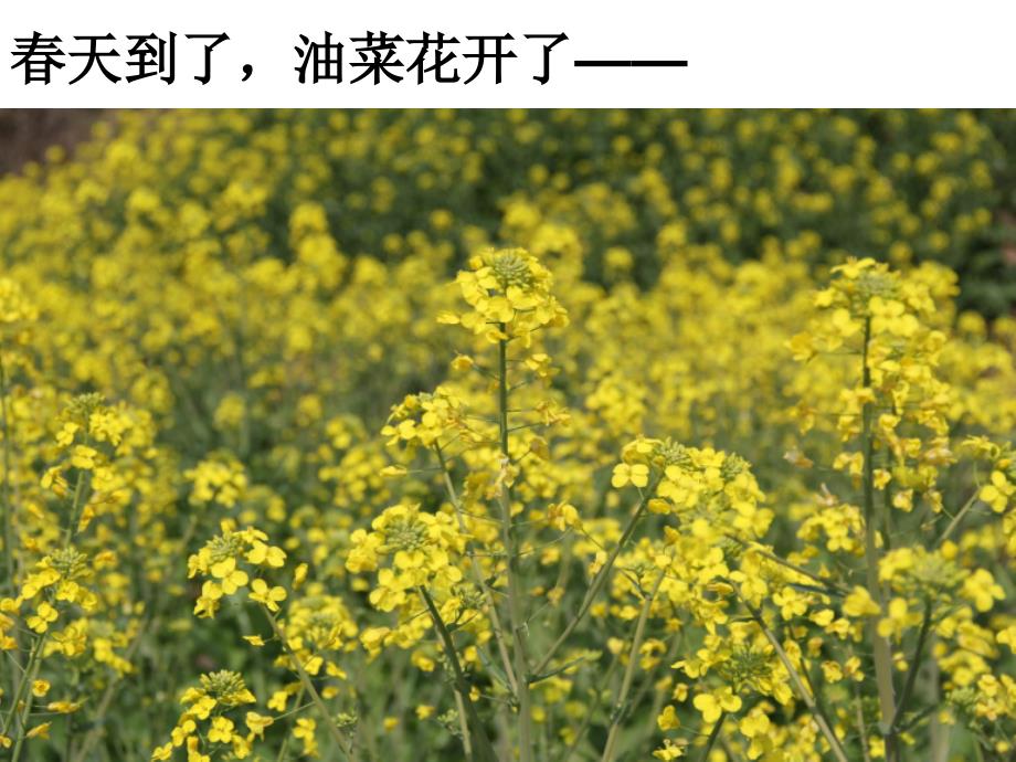 四下二1油菜花开了陈建_第2页