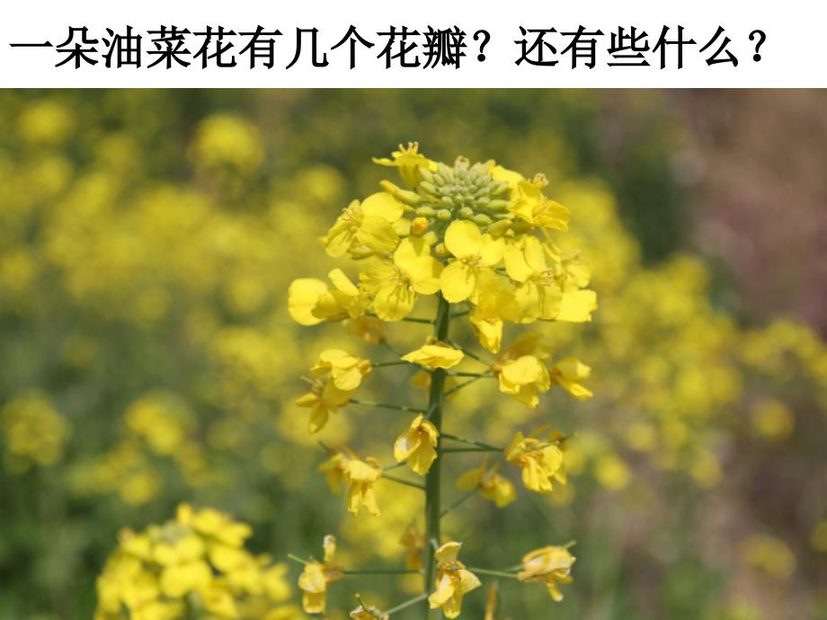 四下二1油菜花开了陈建_第3页