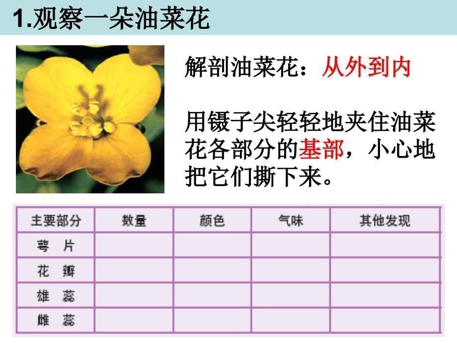 四下二1油菜花开了陈建_第5页