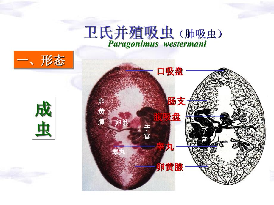 肺吸虫、曼氏绦虫、带绦虫、细粒棘球绦虫邹_第3页